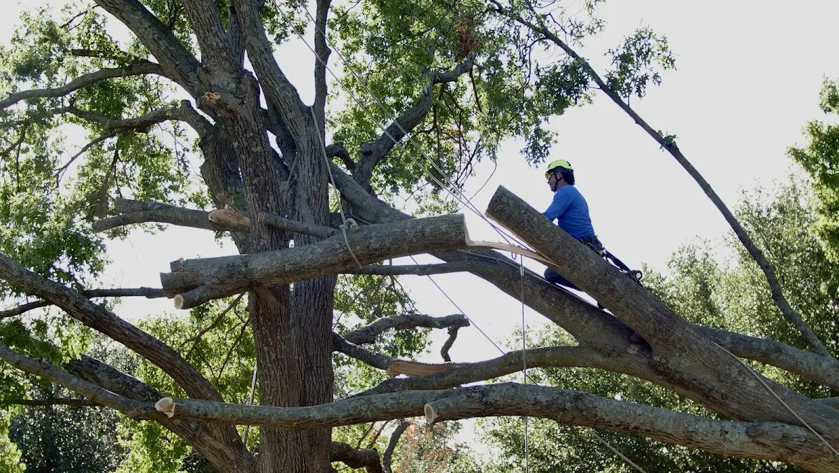 Professional Hazardous Tree Removal performed by certified arborists in Huguenot