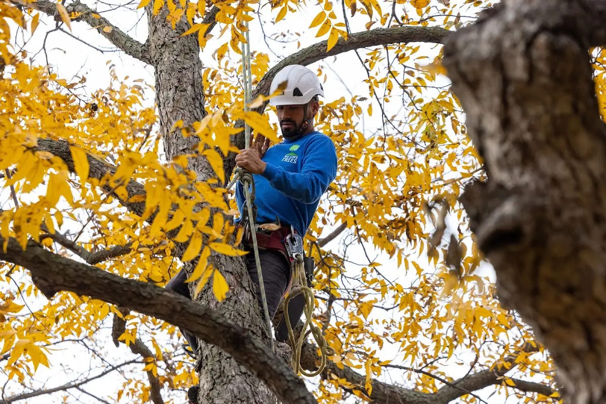 Skilled Tree Pruning crew working in Huguenot